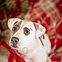 adorable, black_spot, bokeh, closeup, collar, cute, dog, eyes, festive, holiday, indoor, looking_up, nose, paws, pet, plaid_blanket, portrait, red_bow, shallow_depth_of_field, white_dog