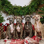 Millie Mae joined the competition — help win amazing prizes! christmas, cute, decorations, dog, evergreen, expression, fur, gift, holiday, indoor, pets, plaid_blanket, portrait, present, puppies, puppy, ribbon, sitting, tree, wreath