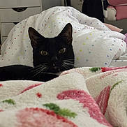 Maple joined the competition — help win amazing prizes! animal, bed, bedding, black_cat, blanket, cat, colorful, cozy, curious, cute, domestic_animal, eyes, face, fur, furniture, indoor, patterned_blanket, pet, resting, whiskers