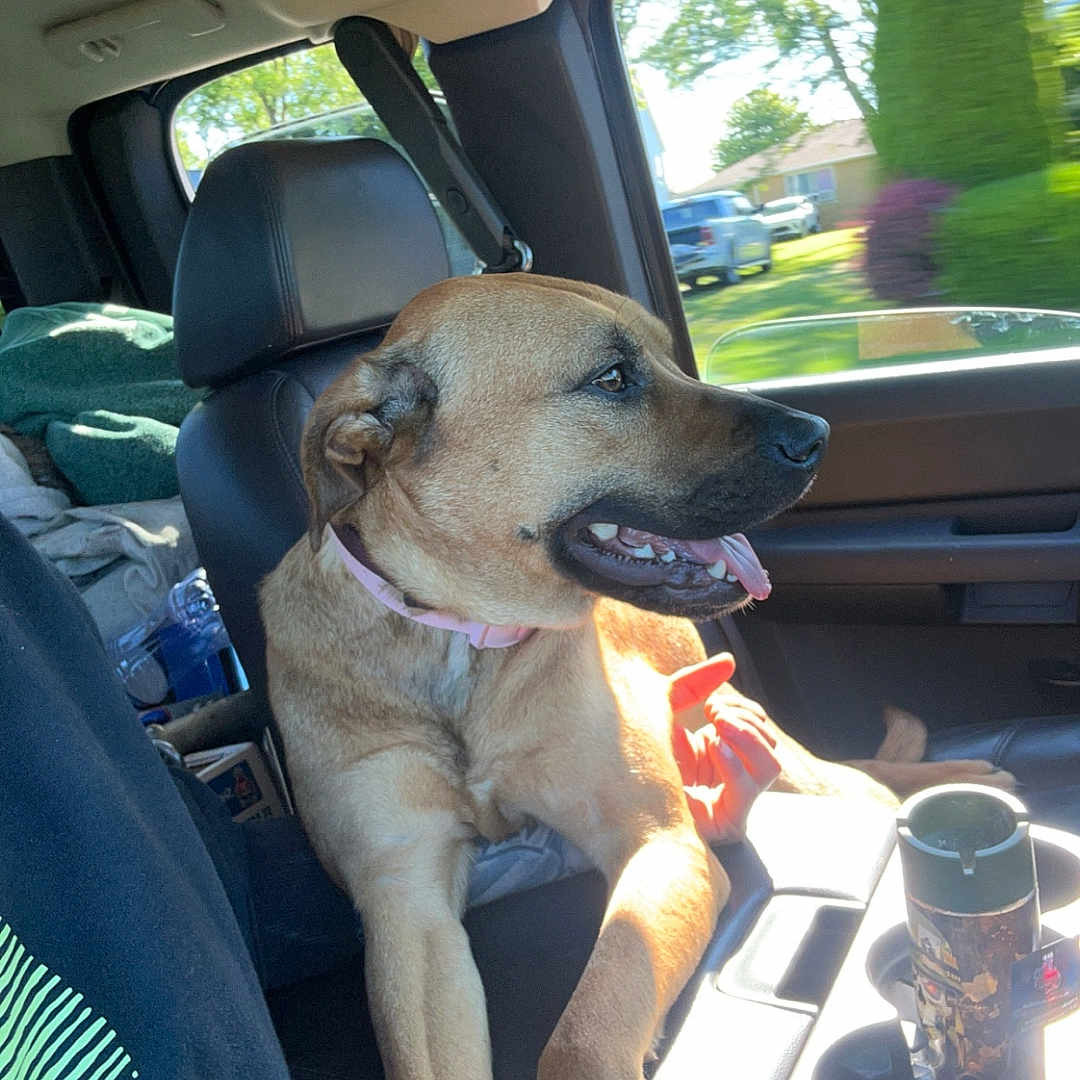 Yoda joined the competition — help win amazing prizes! dog, car_interior, seat, window, sunlight, collar, pet, animal, canine, relaxing, daylight, vehicle, seatbelt, cupholder, travel, front_seat, looking_out_window, happy, tongue_out, leisure