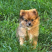 Bao participe au concours pour gagner de l'argent avec cette photo : puppy, dog, animal, fluffy, fur, brown_fur, portrait, outdoor, grass, greenery, nature, meadow, sitting, cute, adorable, small_dog, pointed_ears, black_nose, dark_eyes, sunlight