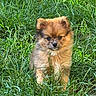 puppy, dog, animal, fluffy, fur, brown_fur, portrait, outdoor, grass, greenery, nature, meadow, sitting, cute, adorable, small_dog, pointed_ears, black_nose, dark_eyes, sunlight