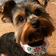 Bailey joined the competition — help win amazing prizes! dog, pet, canine, bandana, ears, fur, eyes, portrait, indoor, carpet, cute, animal, closeup, small_dog, companion, friendly, mammal, domestic_animal, face, looking