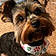 Bailey