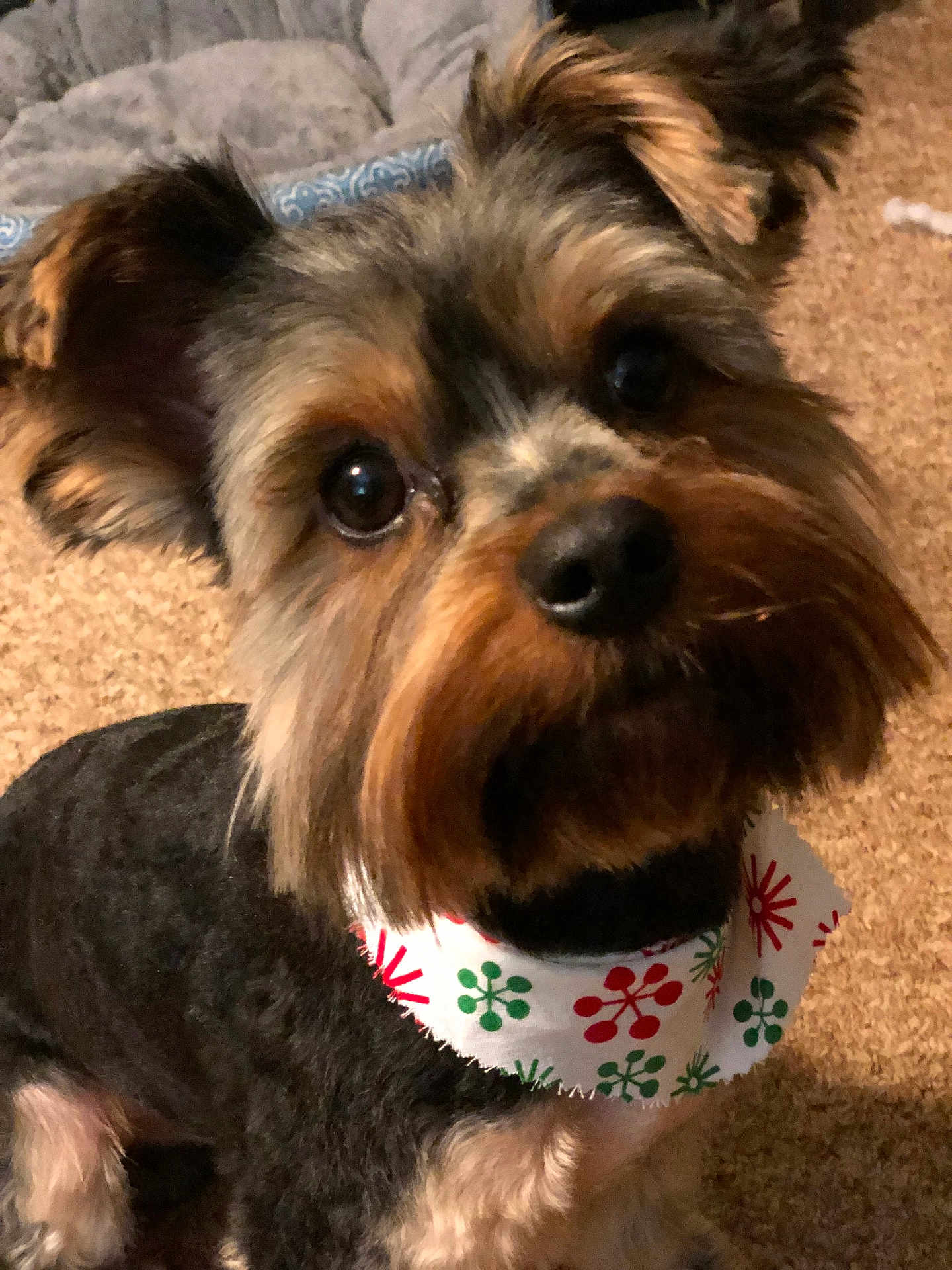 Bailey joined the competition — help win amazing prizes! dog, pet, canine, bandana, ears, fur, eyes, portrait, indoor, carpet, cute, animal, closeup, small_dog, companion, friendly, mammal, domestic_animal, face, looking