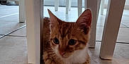 Aslan a rejoint le concours — aidez-le/la à gagner de superbes lots ! cat, kitten, orange_tabby, floor, tile, indoor, table, white, legs, resting, curious, pet, animal, cute, small, feline, domestic, young, cozy, quiet