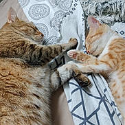 Aslan a rejoint le concours — aidez-le/la à gagner de superbes lots ! cat, sleeping, bed, blanket, orange_tabby, tabby_cat, paw, fur, cozy, indoor, resting, cute, pet, animal, feline, relaxed, soft, comfort, two_cats, peaceful