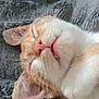 Aslan participe au concours pour gagner de l'argent avec cette photo : cat, sleeping, ginger, white, close_up, pet, whiskers, pink_nose, feline, cute, relaxed, soft_texture, blanket, fur, animal, domestic, cozy, peaceful, resting, face