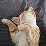 Aslan a rejoint le concours — aidez-le/la à gagner de superbes lots ! kitten, cat, sleeping, orange, white, fur, cute, pet, animal, relaxed, paw, whiskers, lying_down, resting, indoors, cozy, soft, closeup, adorable, nap