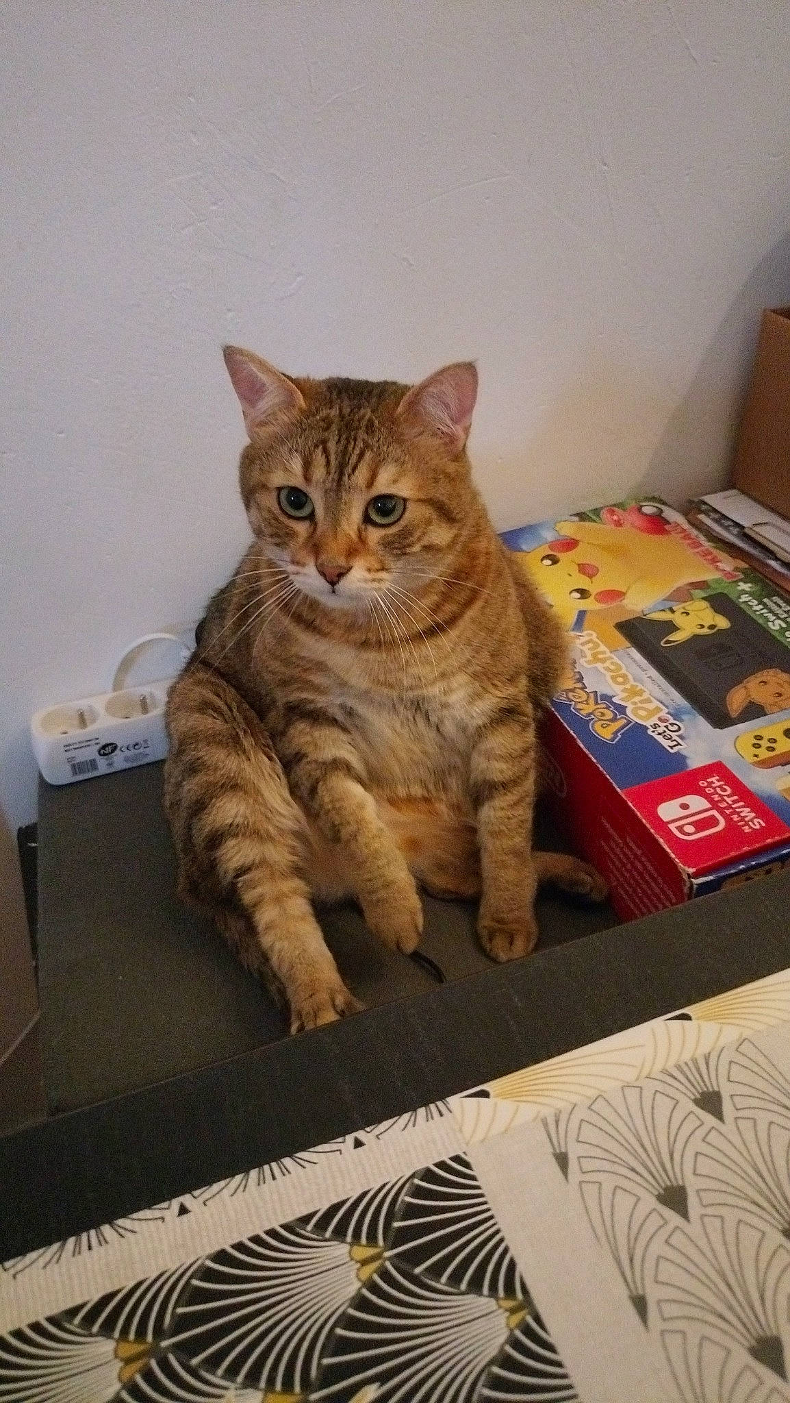 Sidonie participe au concours pour gagner de l'argent avec cette photo : box, carnivore, cat, cat_supply, comfort, domestic_short_haired_cat, fawn, felidae, fur, paw, pet_supply, sitting, small_to_medium_sized_cats, snout, tail, terrestrial_animal, whiskers, wood