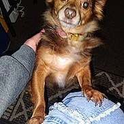 Chi Chi joined the competition — help win amazing prizes! brown_dog, carpet, close_up, collar, dog, eye_reflection, flash, front_paw, fur, furniture_leg, human_hand, indoor, lap, paws, pet, portrait, ripped_jeans, rug, small_dog, startled_expression