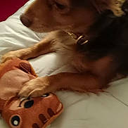 Chi Chi joined the competition — help win amazing prizes! dog, small_dog, pet, plush_toy, toy, bed, blanket, paw, collar, ear, muzzle, profile_view, close_up, indoor, bedding, furniture, red_carpet, sleepy, holding, stuffed_animal