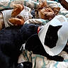 Chi Chi is registered to the contest to win money with this photo: bed, black_cat, blanket, brown_dog, cat, collar, companion, cone_of_shame, cozy, cute, dog, e_collar, fur, indoor, paw, pet, recovery, resting, sleeping, snuggling