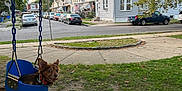 Chi Chi joined the competition — help win amazing prizes! dog, small_dog, swing, baby_swing, park, playground, chain, trees, grass, sidewalk, street, row_houses, cars, neighborhood, suburban, evening, leaves, blue, pet, happy