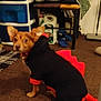 Chi Chi is registered to the contest to win money with this photo: dog, small_dog, chihuahua, pet, costume, hoodie, dinosaur_costume, red_and_black, indoor, carpet, furniture, clutter, coat, plastic_container, shelf, chair, cute, looking_back, ears, brown_fur