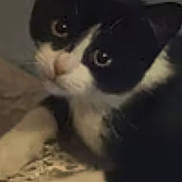 Roxy joined the competition — help win amazing prizes! cat, black_and_white, pet, animal, feline, lying_down, close_up, indoor, curious, whiskers, ears, paws, fur, looking, face, cute, domestic, relaxed, texture, soft