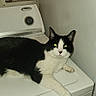 cat, black_and_white_cat, pet, animal, feline, lying_down, relaxed, glowing_eyes, whiskers, ears, paws, washing_machine, laundry_room, appliance, indoor, household, white, black, portrait, plumbing