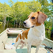 Diesel Knight is registered to the contest to win money with this photo: adventure, animal, boat, brown, canine, curious, daylight, dog, forest, landscape, muddy, nature, outdoor, pet, quiet, river, swamp, trees, water, white