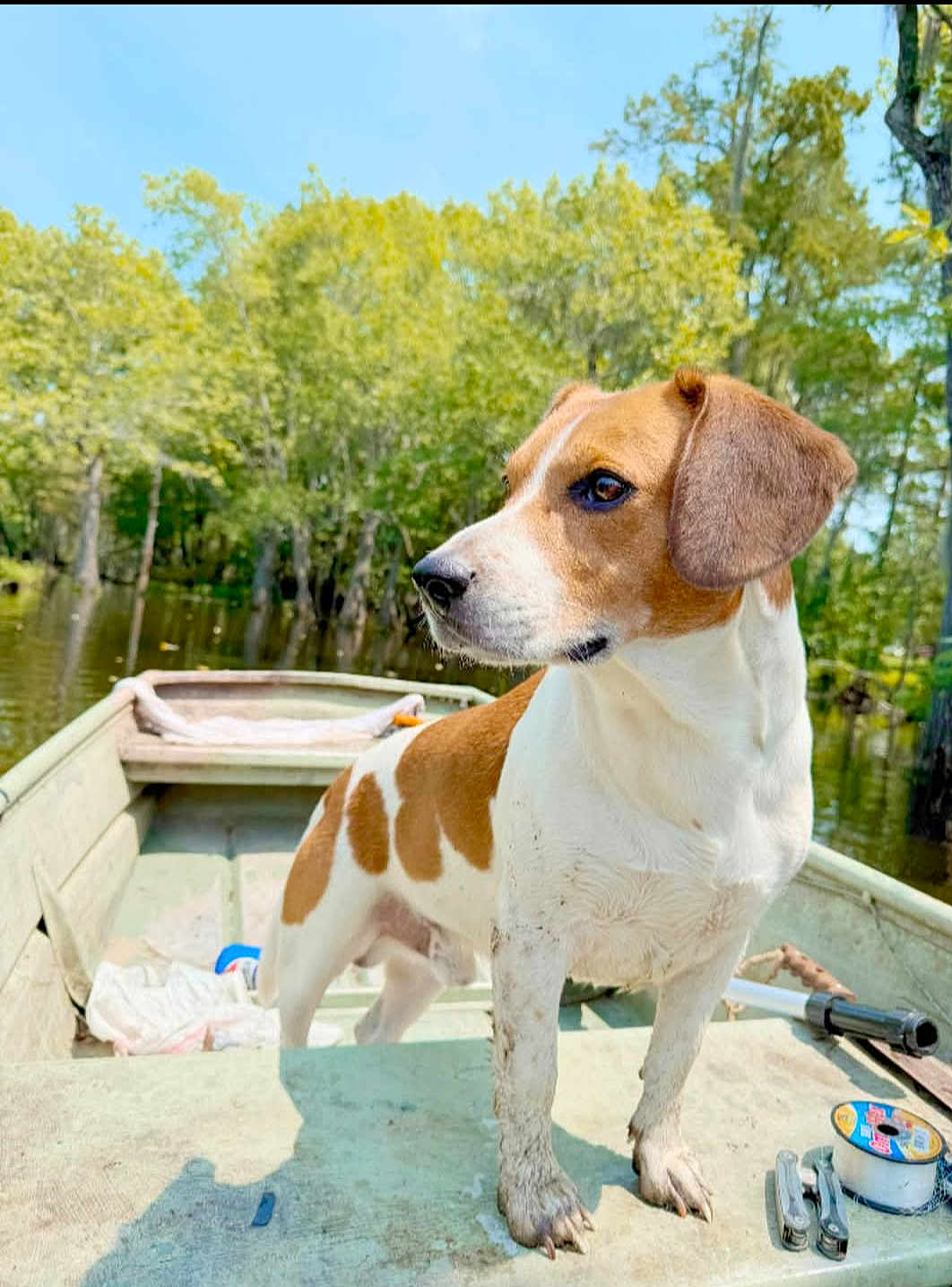 Diesel Knight is registered to the contest to win money with this photo: adventure, animal, boat, brown, canine, curious, daylight, dog, forest, landscape, muddy, nature, outdoor, pet, quiet, river, swamp, trees, water, white