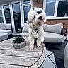 Zala is registered to the contest to win money with this photo: animal, black_and_white, brick_wall, cushions, dog, doors, fluffy_dog, furniture, garden, home, outdoor, patio, pet, portrait, potted_plant, sofa, standing, table, white_dog, windows