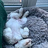 Zala is registered to the contest to win money with this photo: blanket, collar, cushion, cute, dog, fluffy, indoor, nap, patio, paws_up, pet, puppy, relaxed, shaggy_texture, sleeping, sunlight, upside_down, white_fur, window, wooden_floor