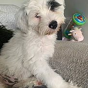 Zala is registered to the contest to win money with this photo: animal, black_nose, blanket, close_up, couch, cute, dog, fluffy, home, indoors, long_hair, paw, pet, portrait, puppy, sitting, small_dog, stuffed_animal, toy, white_fur