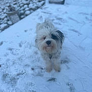 Zala joined the competition — help win amazing prizes! dog, snow, outdoor, white_dog, black_patch, curious, winter, cold, pet, animal, fur, footprints, stone, ground, nature, daylight, fluffy, small_dog, looking_up, collar