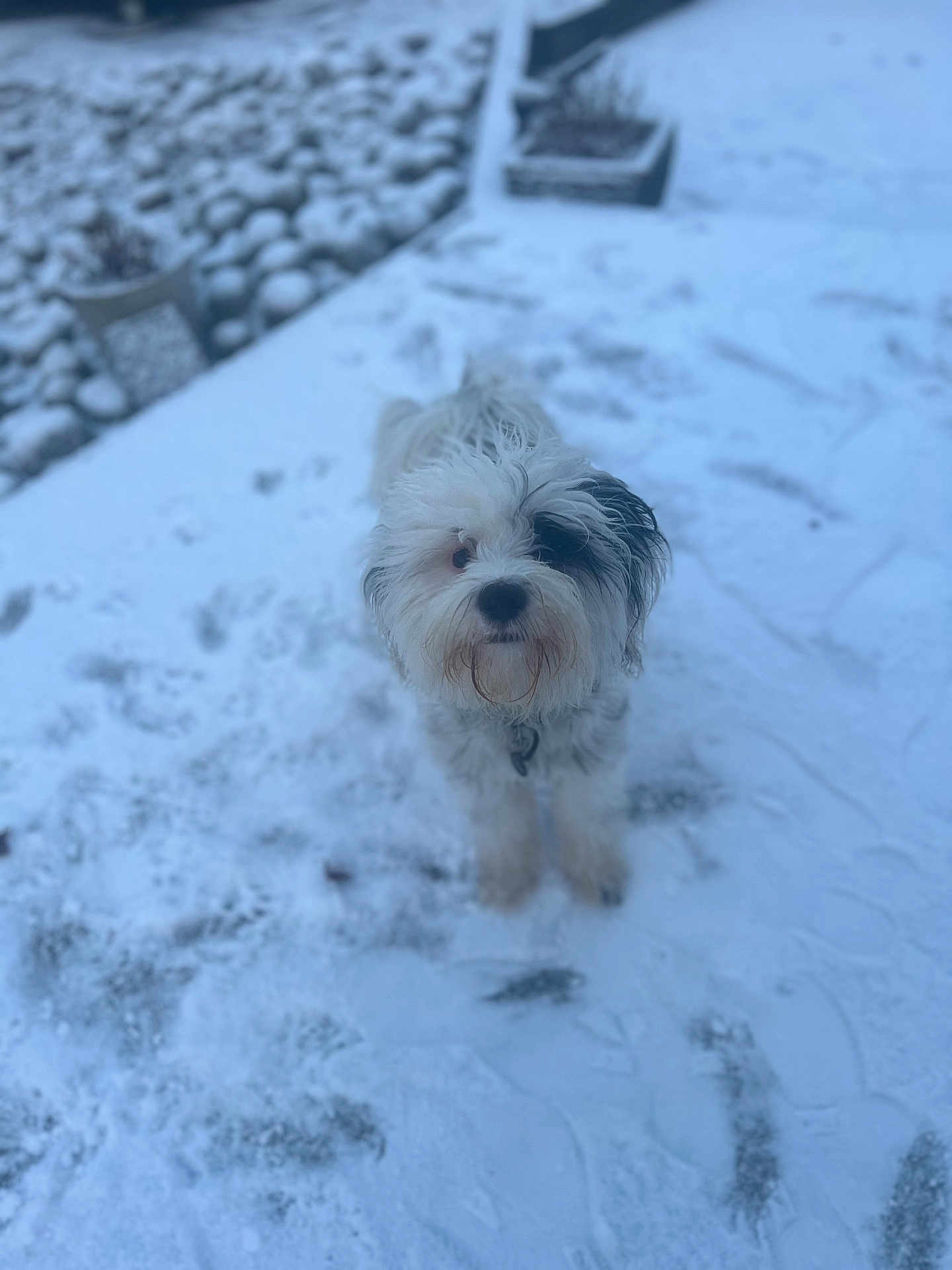Zala joined the competition — help win amazing prizes! dog, snow, outdoor, white_dog, black_patch, curious, winter, cold, pet, animal, fur, footprints, stone, ground, nature, daylight, fluffy, small_dog, looking_up, collar