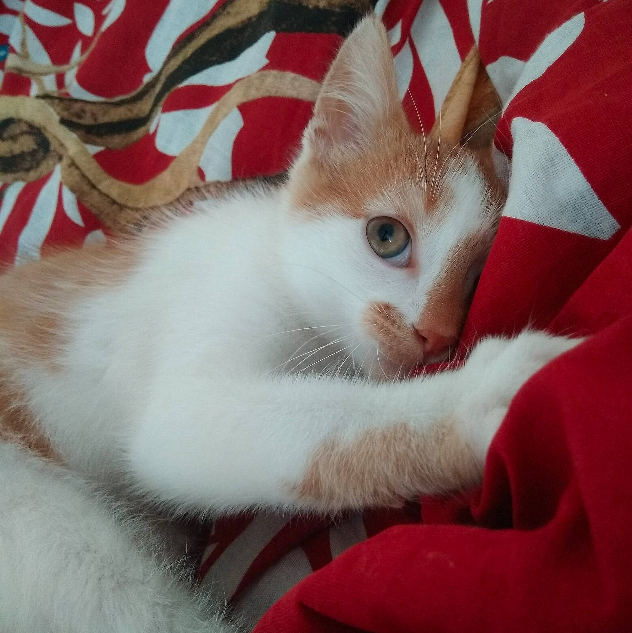 Arou participe au concours pour gagner de l'argent avec cette photo : aegean_cat, american_wirehair, asian, carnivore, cat, colorpoint_shorthair, ear, eye, felidae, fur, kitten, paw, polydactyl_cat, small_to_medium_sized_cats, tail, turkish_angora, turkish_van, whiskers