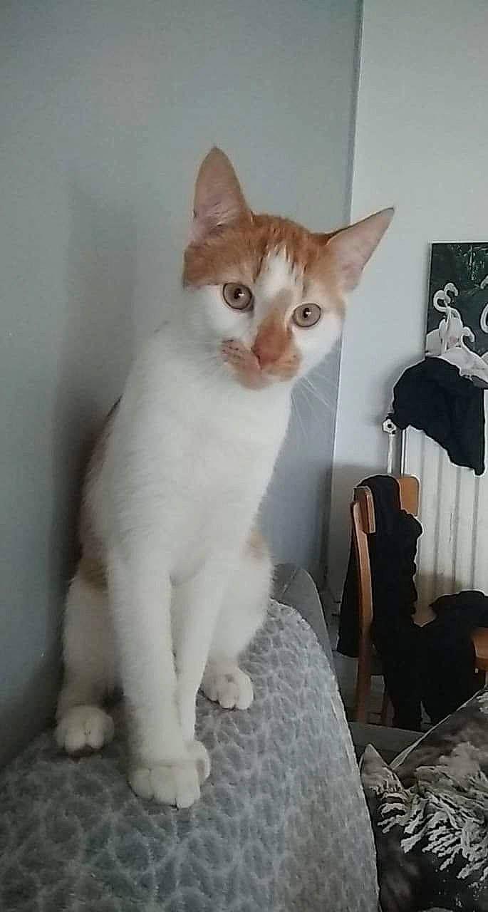 Arou participe au concours pour gagner de l'argent avec cette photo : aegean_cat, arabian_mau, asian, burmilla, carnivore, cat, domestic_short_haired_cat, fawn, felidae, german_rex, javanese, kitten, mammal, oriental_longhair, oriental_shorthair, singapura, small_to_medium_sized_cats, turkish_angora, vertebrate, whiskers