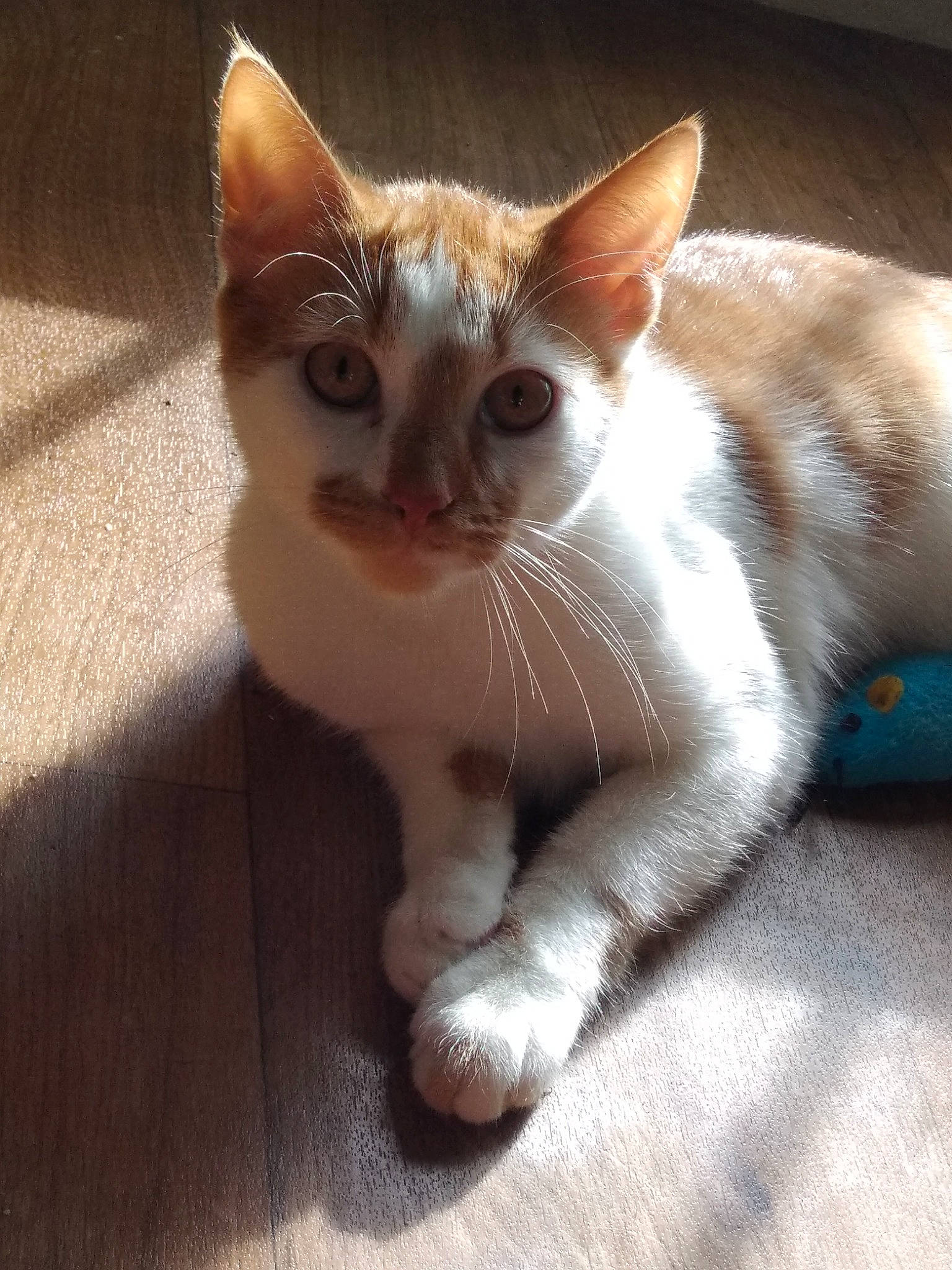 Arou a rejoint le concours — aidez-le/la à gagner de superbes lots ! aegean_cat, american_wirehair, arabian_mau, asian, carnivore, cat, domestic_short_haired_cat, fawn, felidae, german_rex, javanese, kitten, mammal, ojos_azules, polydactyl_cat, singapura, small_to_medium_sized_cats, snout, vertebrate, whiskers