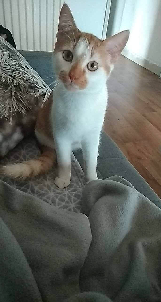 Arou a rejoint le concours — aidez-le/la à gagner de superbes lots ! aegean_cat, arabian_mau, asian, burmilla, carnivore, cat, colorpoint_shorthair, cornish_rex, devon_rex, felidae, german_rex, javanese, khao_manee, kitten, mammal, oriental_shorthair, singapura, small_to_medium_sized_cats, vertebrate, whiskers