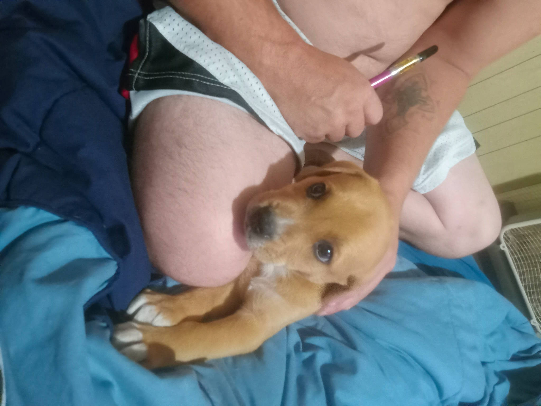 Apollo joined the competition — help win amazing prizes! abdomen, canidae, carnivore, chest, comfort, companion_dog, dog, dog_breed, dog_supply, elbow, fawn, human_leg, knee, non_sporting_group, puppy, sporting_group, thigh, wrist