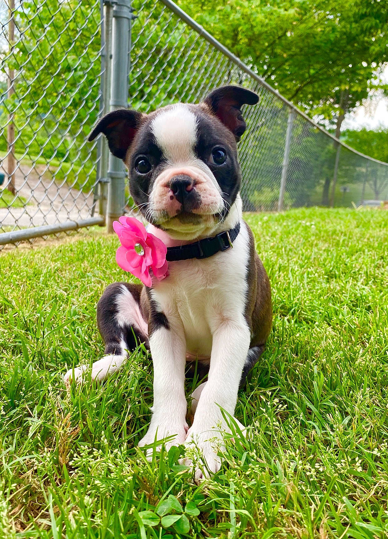 Bonnie Bell is registered to the contest to win money with this photo: australian_bulldog, boston_terrier, canidae, carnivore, companion_dog, dog, dog_breed, fawn, grass, mammal, molosser, non_sporting_group, pit_bull, plant, puppy, rare_breed_dog, snout, sporting_group, toy_bulldog, vertebrate