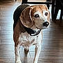Odie joined the competition — help win amazing prizes! beagle, black, bottle, brown, collar, dog, domestic, ears, face, floor, fur, furniture, home, indoor, paw, pet, standing, wall, white, wooden_floor