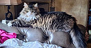 Wee Willie is registered to the contest to win money with this photo: cat, fluffy_cat, long_hair, tabby, gray_cat, white_chest, green_eyes, whiskers, animal, pet, sitting, lying_down, relaxed, portrait, indoors, living_room, leather_chair, cat_tree, blanket, lamp