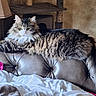 cat, fluffy_cat, long_hair, tabby, gray_cat, white_chest, green_eyes, whiskers, animal, pet, sitting, lying_down, relaxed, portrait, indoors, living_room, leather_chair, cat_tree, blanket, lamp