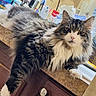 Wee Willie is registered to the contest to win money with this photo: cat, tabby, longhaired, fluffy, white_chest, white_paws, whiskers, blue_eyes, pet, feline, animal, portrait, indoors, kitchen, countertop, grooming_supplies, relaxed, lying_down, wooden_cabinet, closeup