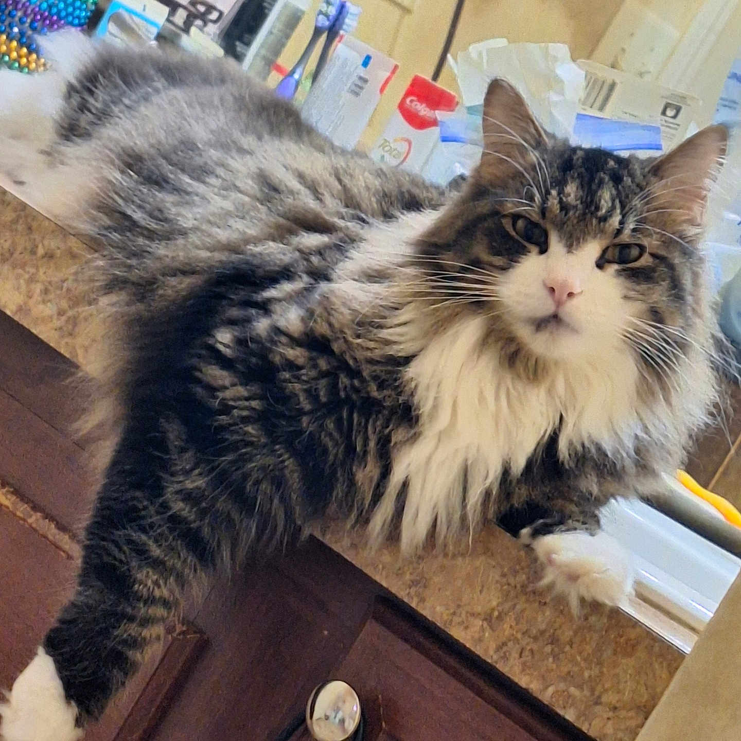 Wee Willie is registered to the contest to win money with this photo: cat, tabby, longhaired, fluffy, white_chest, white_paws, whiskers, blue_eyes, pet, feline, animal, portrait, indoors, kitchen, countertop, grooming_supplies, relaxed, lying_down, wooden_cabinet, closeup