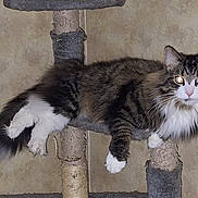 Wee Willie is registered to the contest to win money with this photo: cat, feline, tuxedo_cat, long_hair, fluffy, black_and_white, whiskers, pointed_ears, glowing_eyes, pet, animal, scratching_post, cat_tree, lounging, lying_down, indoor, home, beige_background, portrait, relaxed