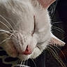Ghost Pepper joined the competition — help win amazing prizes! cat, white_cat, sleeping, close_up, fur, whiskers, pink_nose, pink_ears, pet, animal, domestic_animal, cute, relaxed, face, feline, soft, resting, cozy, indoor, portrait