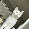 Ghost Pepper is registered to the contest to win money with this photo: cat, white_cat, indoor, pet, animal, whiskers, yellow_eyes, curious, feline, fur, portrait, looking_up, closeup, domestic_cat, alert, cute, household, reflection, window, doorframe