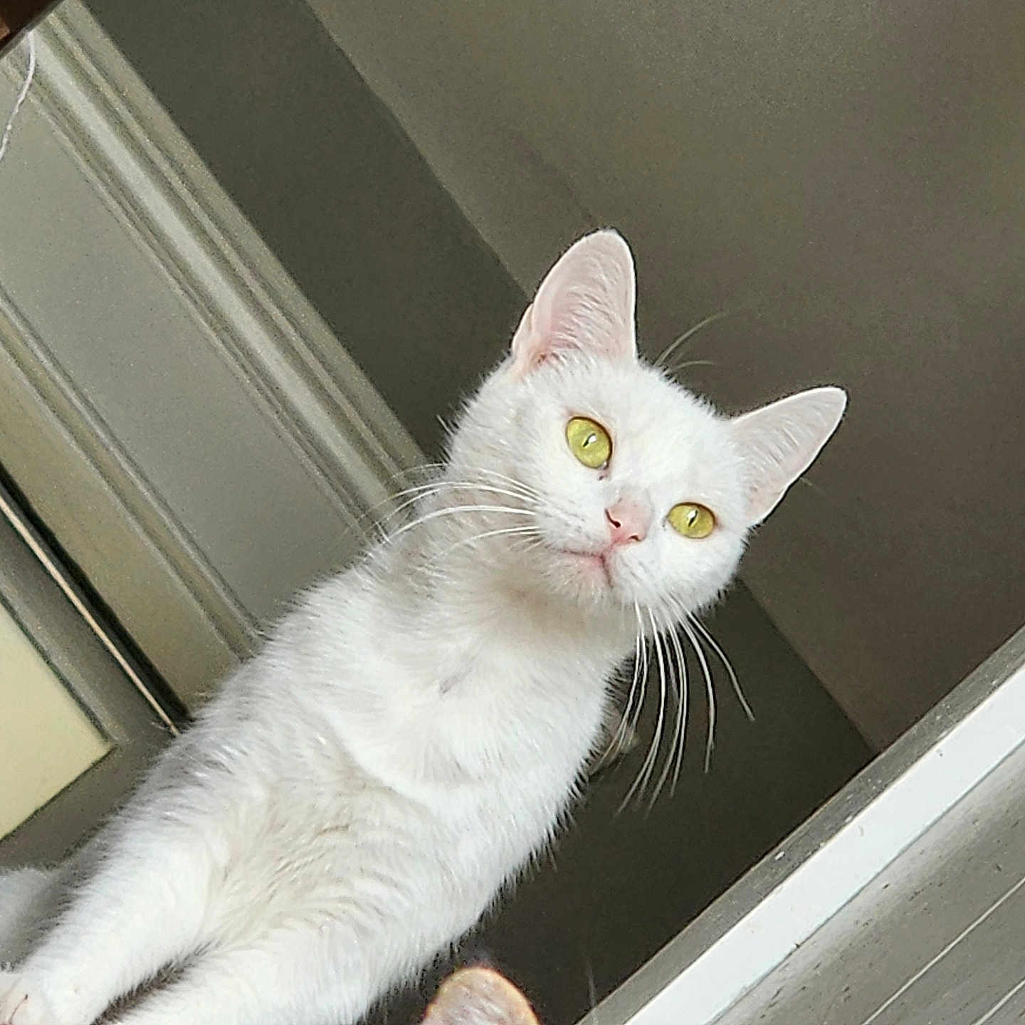 Ghost Pepper is registered to the contest to win money with this photo: cat, white_cat, indoor, pet, animal, whiskers, yellow_eyes, curious, feline, fur, portrait, looking_up, closeup, domestic_cat, alert, cute, household, reflection, window, doorframe