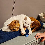 Ghost Pepper is registered to the contest to win money with this photo: cat, white_cat, orange_cat, cuddling, towel, plastic_container, indoor, pet, resting, affection, feline, animal, cozy, hand, domestic, cute, companionship, fur, relaxation, friendship