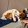 cat, white_cat, orange_cat, cuddling, towel, plastic_container, indoor, pet, resting, affection, feline, animal, cozy, hand, domestic, cute, companionship, fur, relaxation, friendship