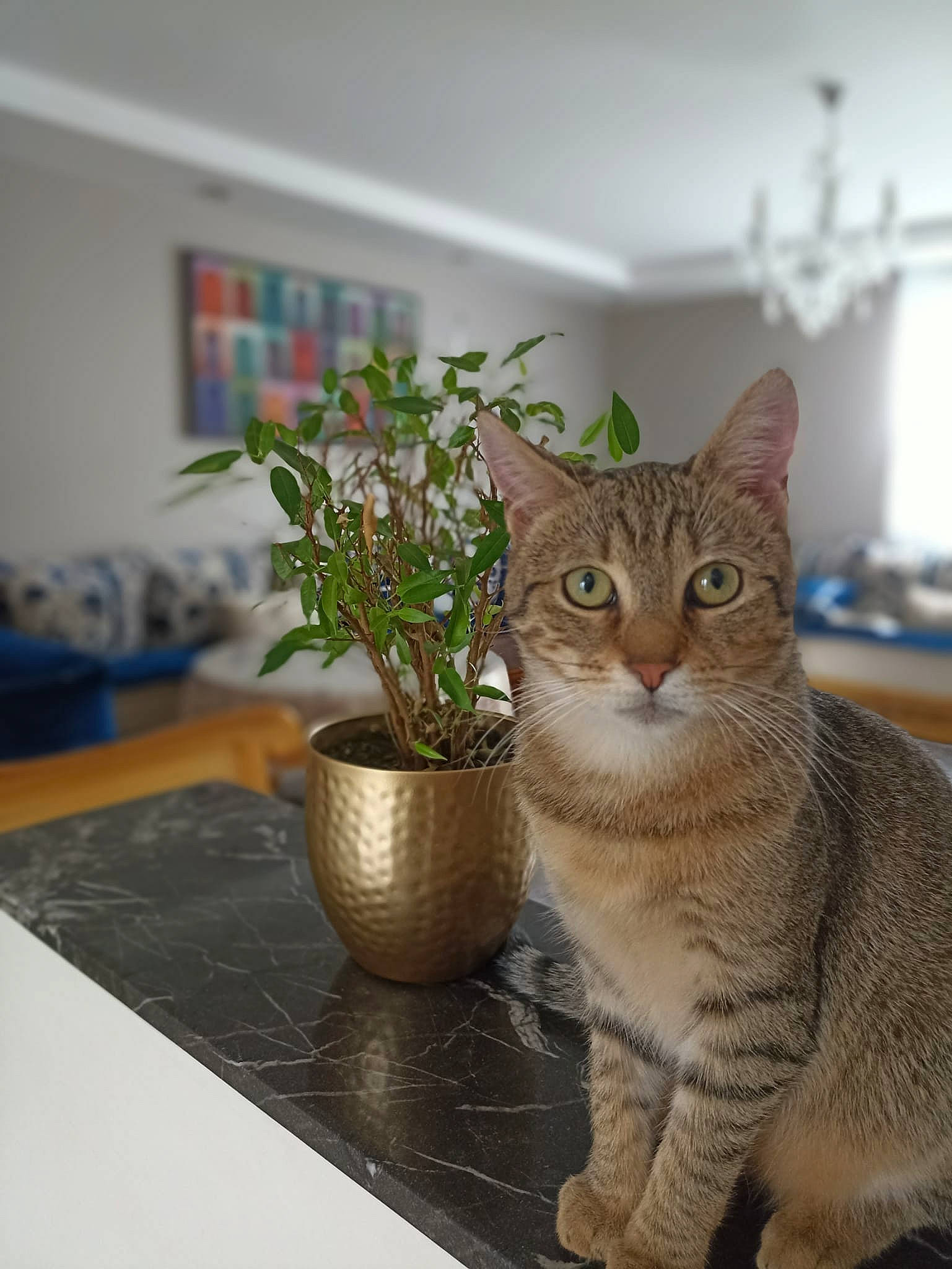 Samy participe au concours pour gagner de l'argent avec cette photo : carnivore, cat, domestic_short_haired_cat, fawn, felidae, flooring, flowerpot, fur, grass, houseplant, picture_frame, plant, sitting, small_to_medium_sized_cats, snout, tail, tree, whiskers, window, wood