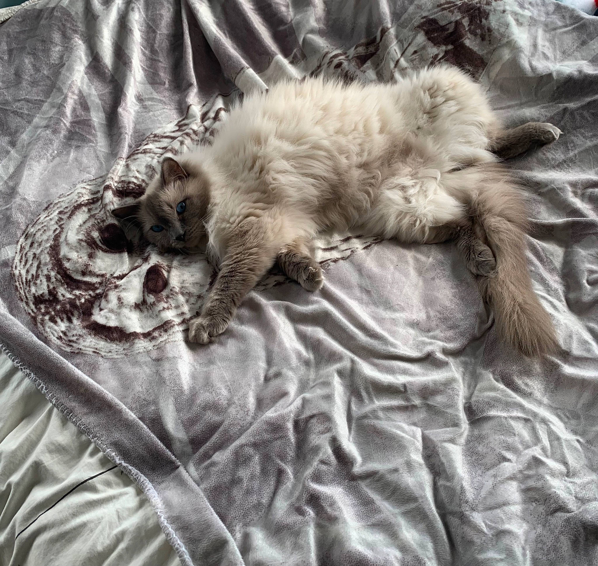 Charbon a rejoint le concours — aidez-le/la à gagner de superbes lots ! bedding, canidae, carnivore, cat, comfort, companion_dog, dog_breed, duvet, felidae, fur, grey, linens, nap, paw, sleep, small_to_medium_sized_cats, sporting_group, tail, terrestrial_animal, whiskers