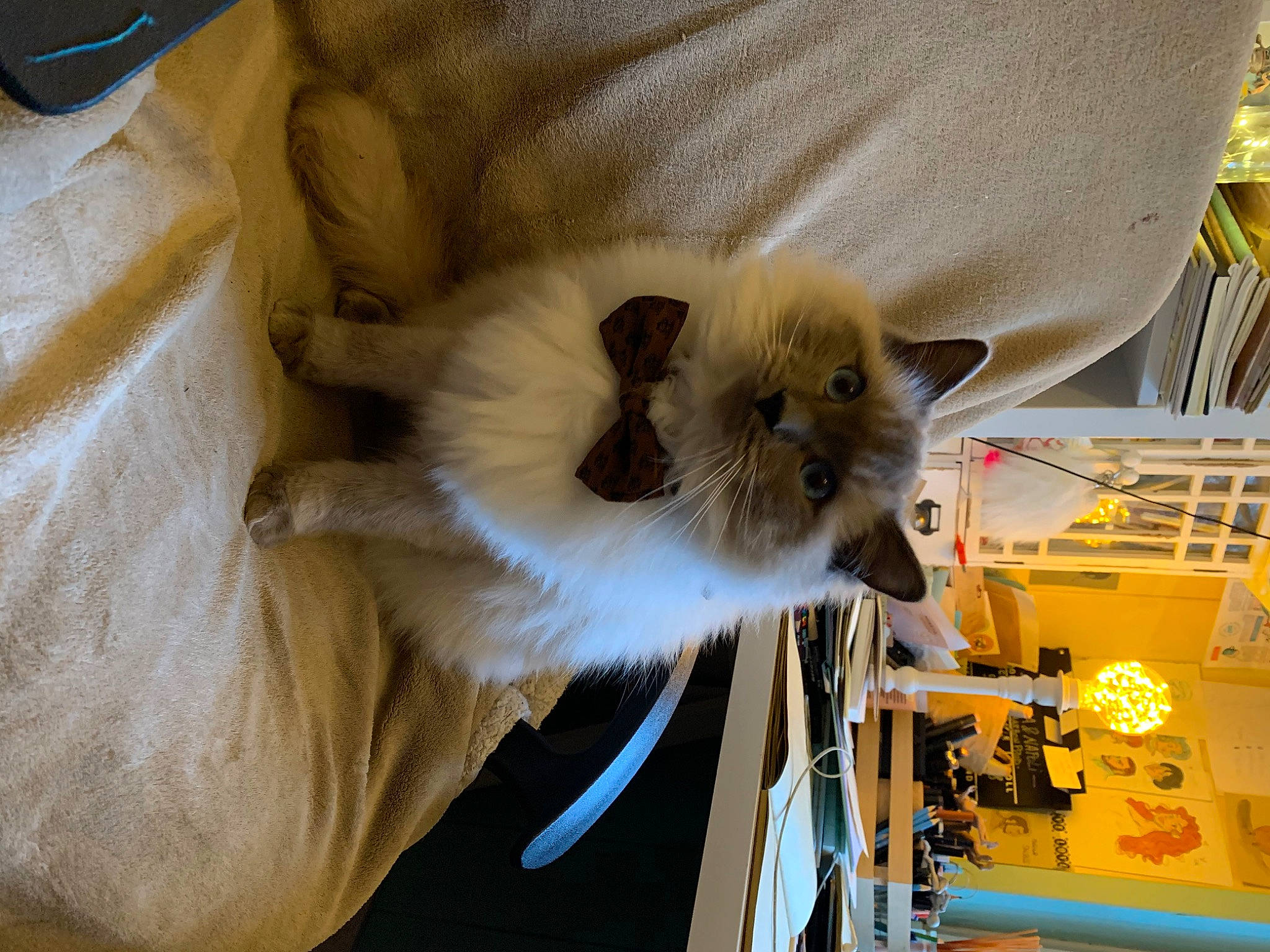 Charbon participe au concours pour gagner de l'argent avec cette photo : balinese, birman, box, carnivore, cat, claw, engineering, fawn, felidae, fur, gas, machine, science, siamese, small_to_medium_sized_cats, snout, tail, veterinarian, whiskers, yellow