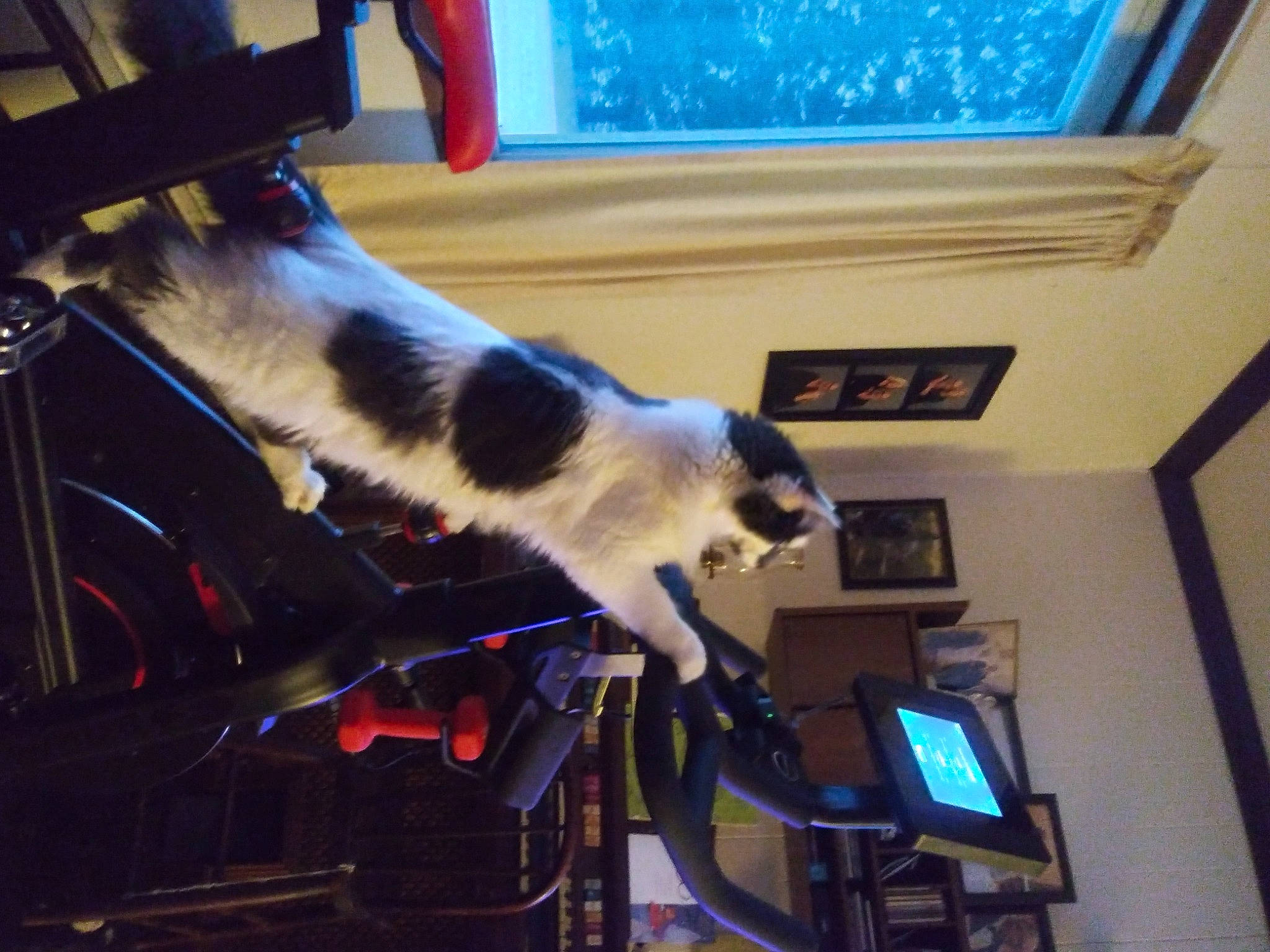 Charlie is registered to the contest to win money with this photo: automotive_lighting, blue, canidae, carnivore, cat, collar, companion_dog, dog_breed, domestic_short_haired_cat, felidae, fur, human_leg, leg, paw, small_to_medium_sized_cats, sporting_group, tail, whiskers, window, windshield