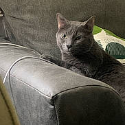 Dorian is registered to the contest to win money with this photo: cat, gray_cat, couch, sofa, armrest, pillow, indoor, pet, feline, relaxed, looking, fur, whiskers, ears, nose, home, cozy, resting, animal, domestic